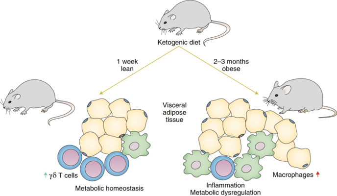 Suivre un régime céto entraîne une diminution des lymphocytes T gamma delta immunitaires et une augmentation du nombre de macrophages dans le tissu adipeux.